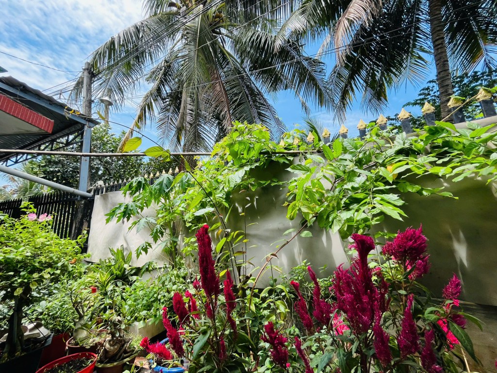 FROM BABIES, ALL PLANTS NEED THEIR TIME TO GROW AND&nbsp;BLOSSOM